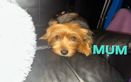 Yorkshire Terrier dogs for sale: 💕🐾Adorable PEDIGREE YORKSHIRE TERRIER Pups🐾💕  - Image 31