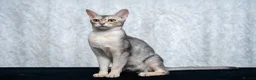 Abyssinian cats for sale: Basilio-Silver Abyssinian- Cutest & Ready NOW! - Advert 12
