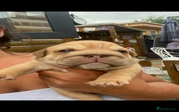 English Bulldog dogs for sale: KC REGISTERED ENGLISH BULLDOGS  - Image 13