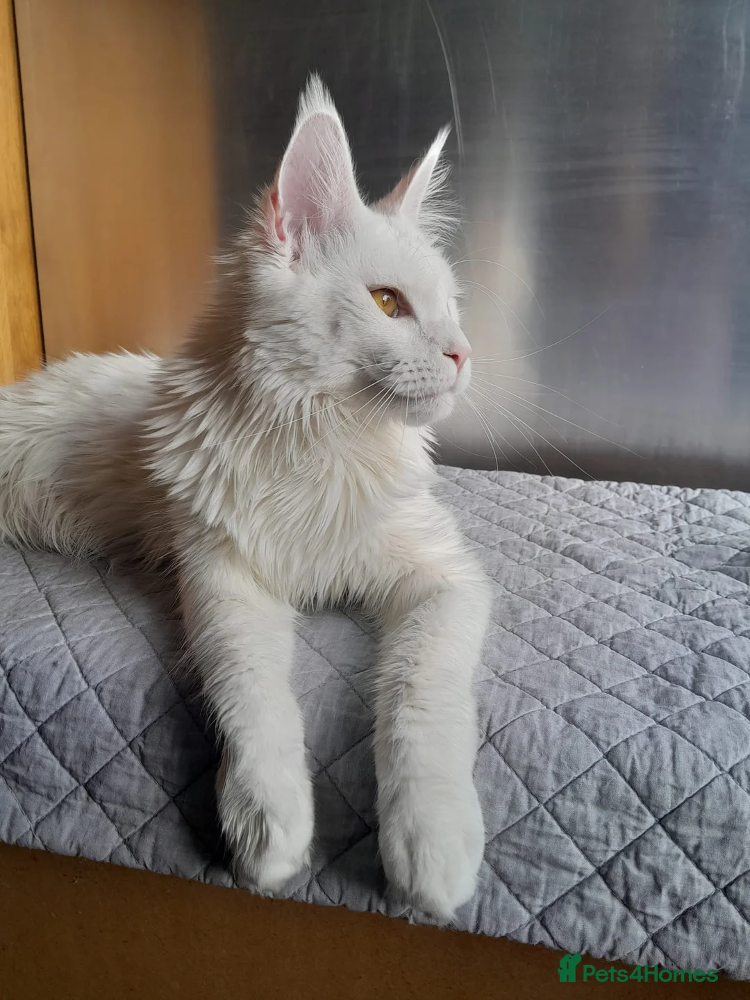 Maine Coon cats for sale: 2 solid blue&solid white Maine coon girls TICA - Advert 4