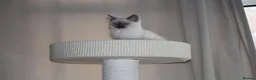Ragdoll cats for sale: Beautiful ragdoll kittens in Manchester - Advert 11