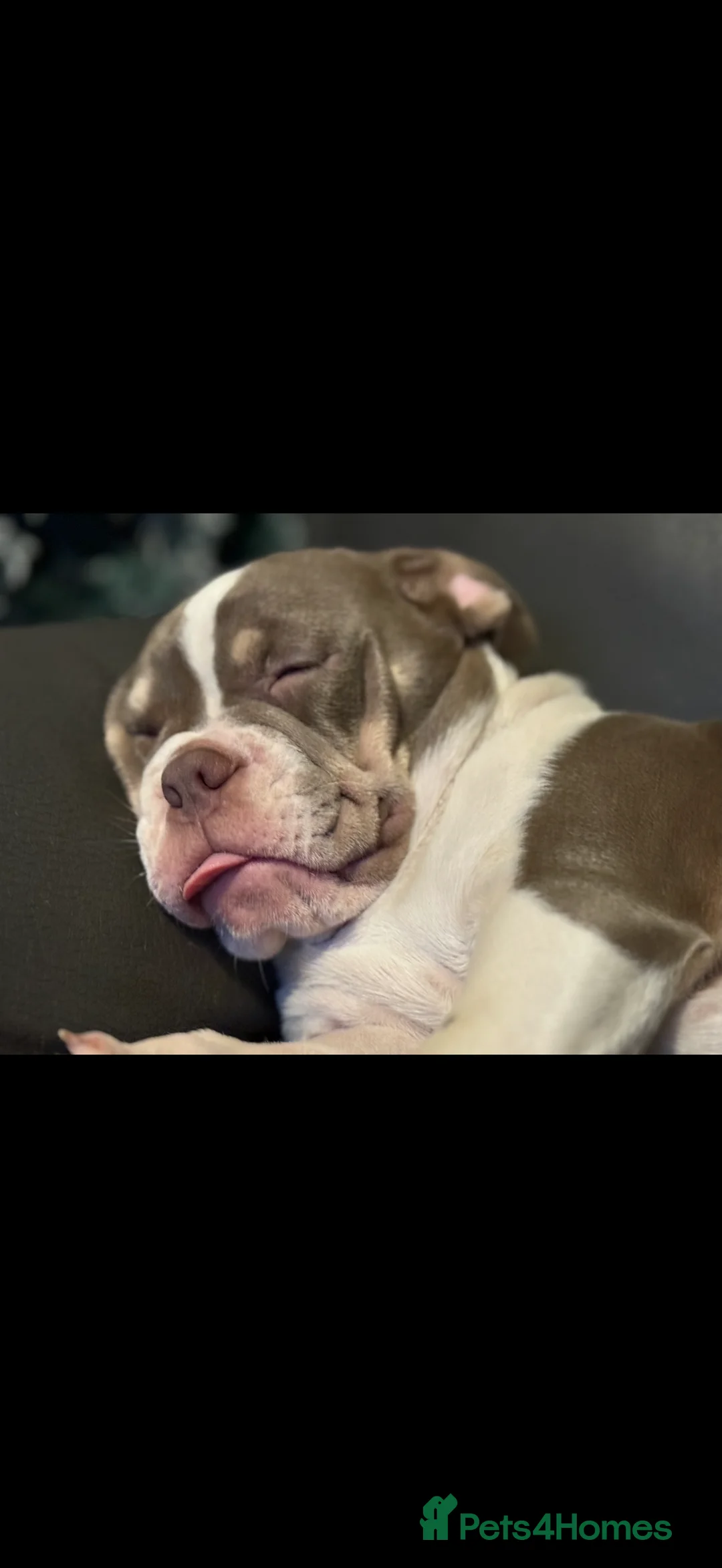 Mixed Breed dogs for sale: Bailey+Bella - Advert 7