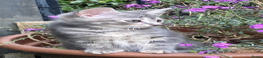 Domestic Shorthair Kitten 2