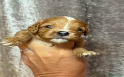 Cavapoo dogs for sale: Beautifully marked F1 Cavapoo’s  - Image 2