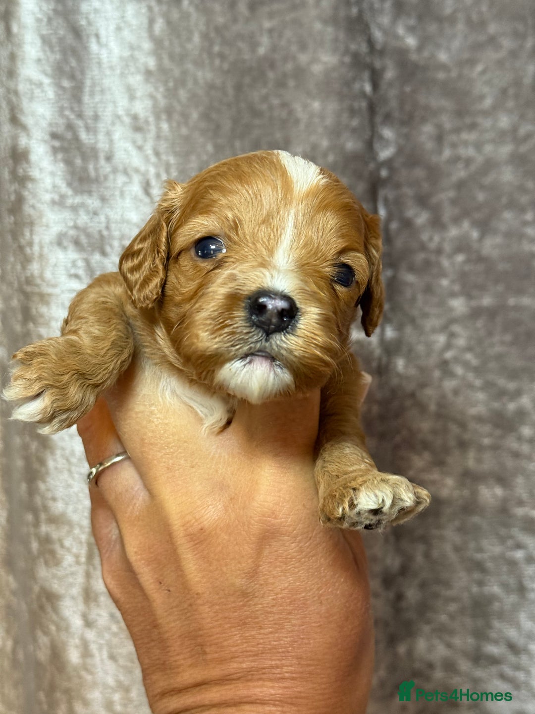 Cavapoo dogs for sale: Beautifully marked F1 Cavapoo’s  - Image 2