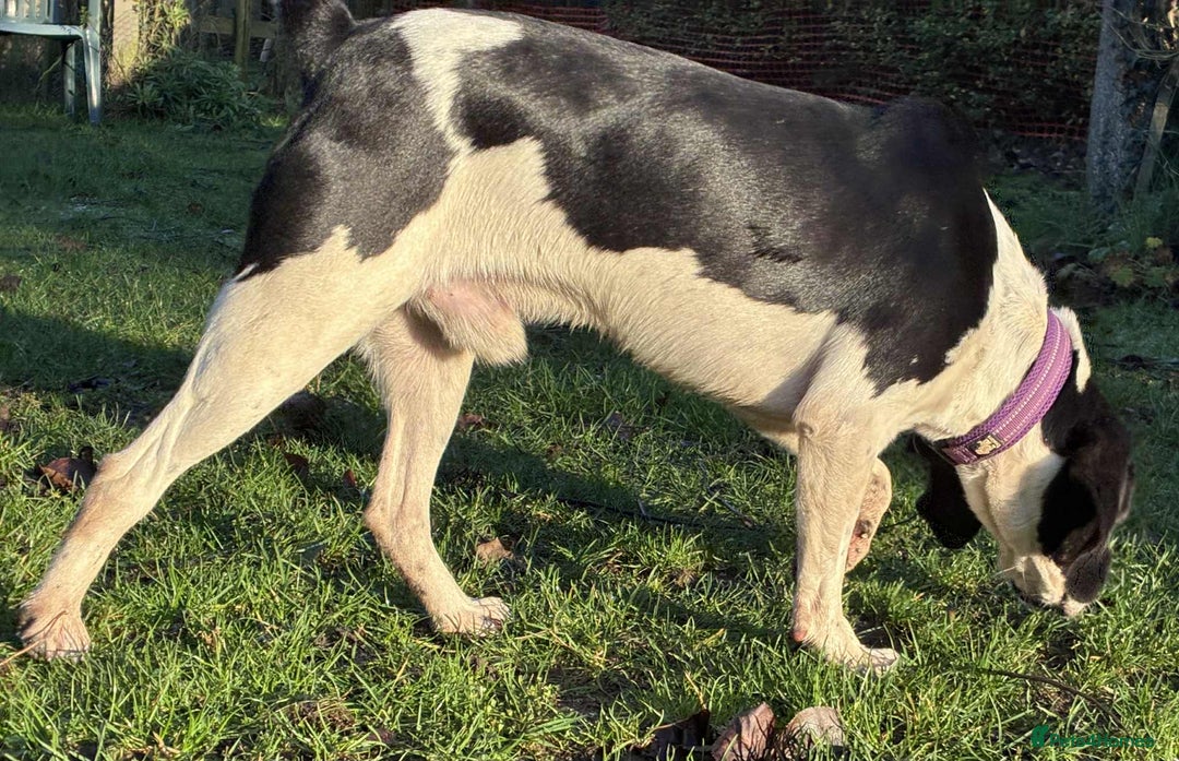 Mixed Breed dogs for adoption: 💔 PARIS is STILL WAITING FOR HOME 💔 - Advert 11