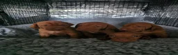 Hungarian Vizsla dogs for sale: Hungarian Vizsla Puppies – Rich Geltwood Heritage - Advert 31