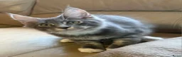 Maine Coon cats for sale: Ready Now Pedigree TICA Maine Coon Kittens - Advert 21