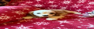 Cavalier King Charles Spaniel 6