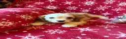 Cavalier King Charles Spaniel dogs for sale: Beautiful Cavalier King Charles Puppies for Sale - Advert 12