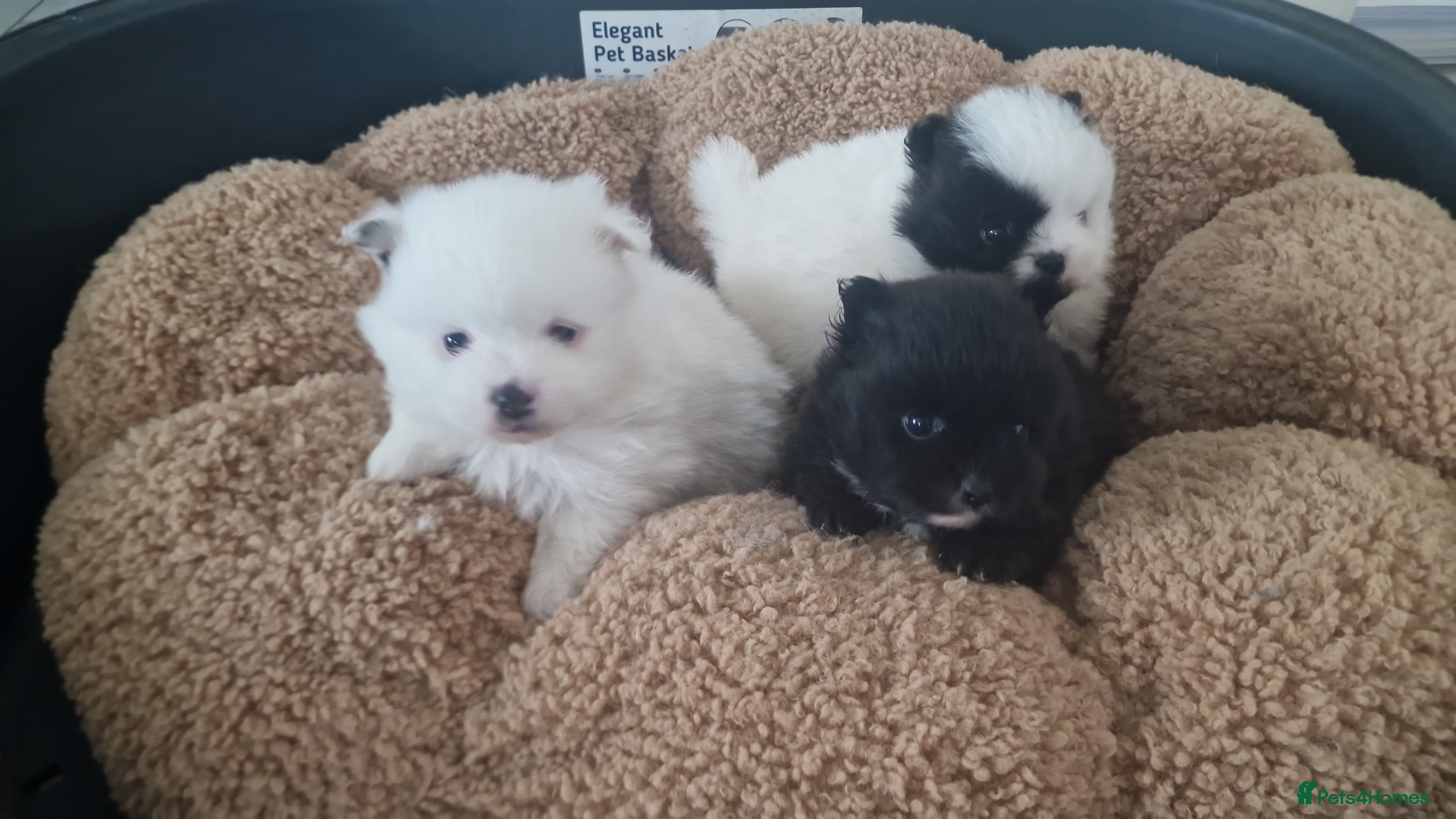Mixed Breed dogs 3/4 Pomeranian x 1/4 pekingnese lovely Temperment  - Advert 3