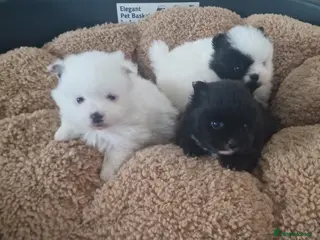 Mixed Breed dogs 3/4 Pomeranian x 1/4 pekingnese lovely Temperment - Advert 3