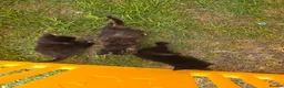 Mixed Breed cats for sale: The little kittens are looking for new homes. - Advert 13