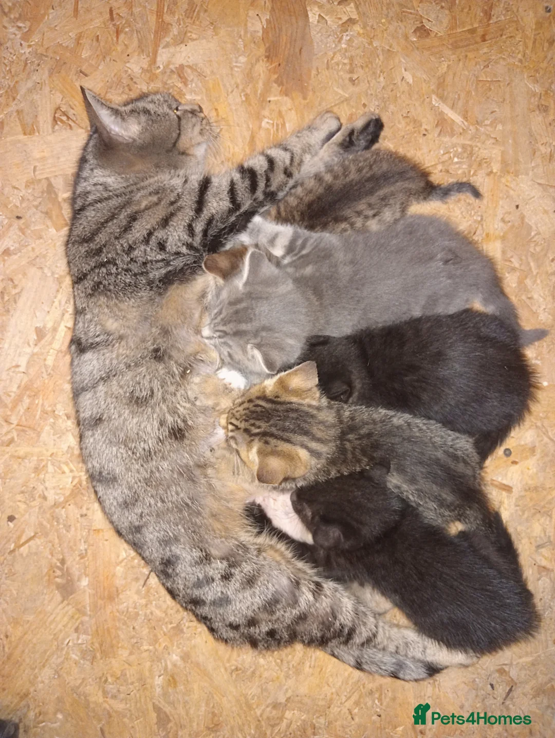 Mixed Breed cats for sale: BENGAL X BRITISH SHORTHAIR - Advert 2