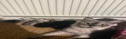 Maine Coon cats for sale: Tica premium Maine coon kittens from £850 - Advert 3