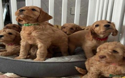 Cockapoo dogs for sale: Cockapoo F2 Puppies - Image 3