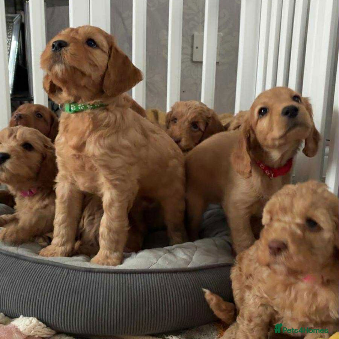 Cockapoo dogs for sale: Cockapoo F2 Puppies - Image 3