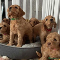 Cockapoo dogs - Advert 5