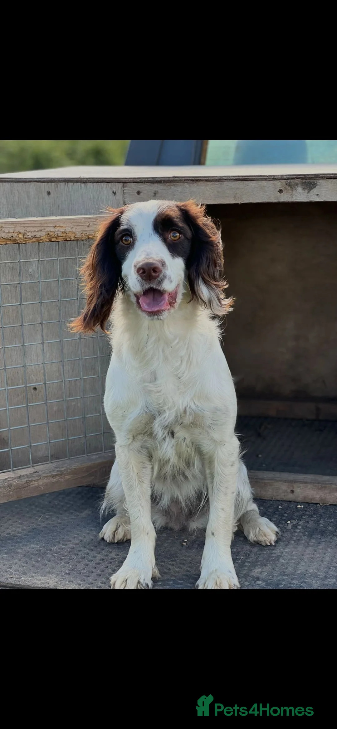 English Springer Spaniel dogs for sale: KC registered English Springer Spaniels - Advert 2