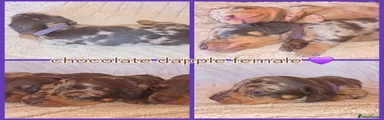 Chocolate dapple female (purple collar) 