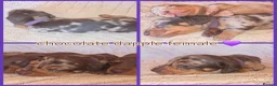 Miniature Dachshund dogs for sale: KC mini dachshund pups  - Advert 7