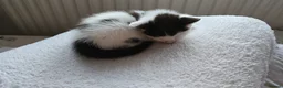 Mixed Breed cats for sale: Cute boys kittens for rehoming  - Advert 5