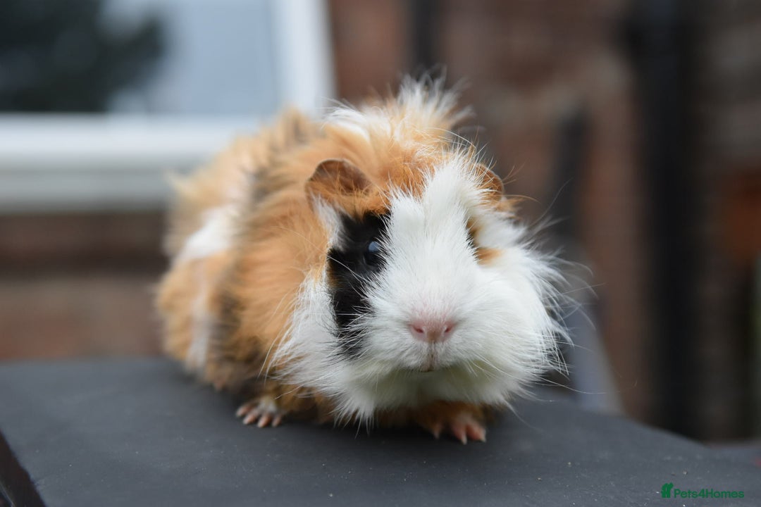 Guinea Pig rodents for sale: 9 Month Old Male Guinea Pigs Looking For Homes in Wigan - Image 5