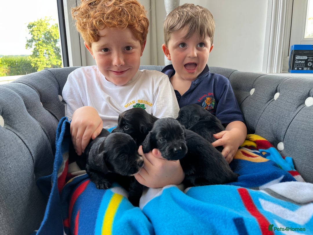 Cocker Spaniel dogs for sale: Black working cocker puppies - Image 8