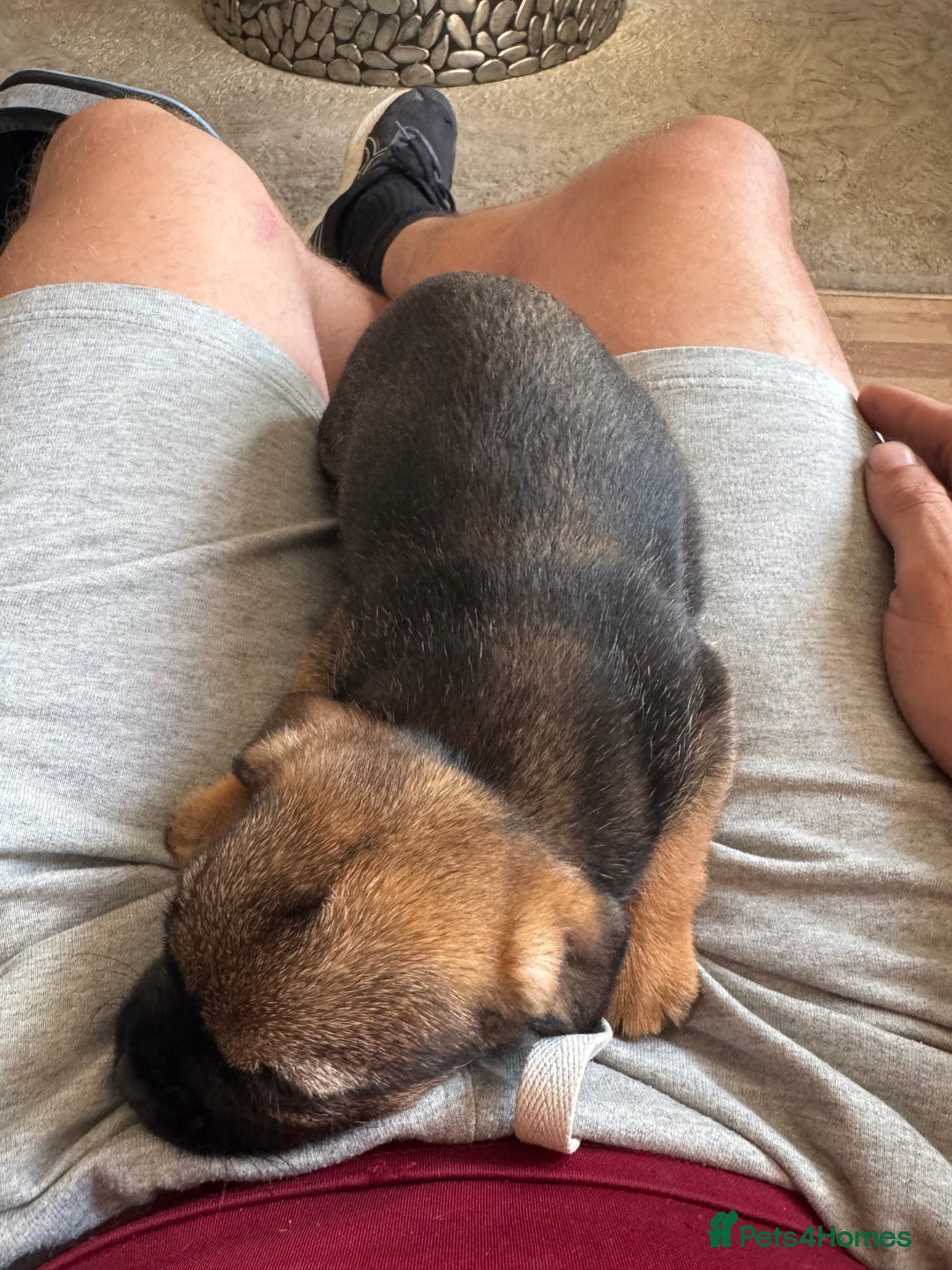 Border Terrier dogs for sale: Stunning litter of 4 border terrier puppies KC reg - Image 12