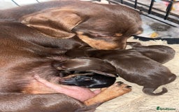 Miniature Dachshund dogs for sale: Gorgeous miniature dachshund puppies  - Image 1