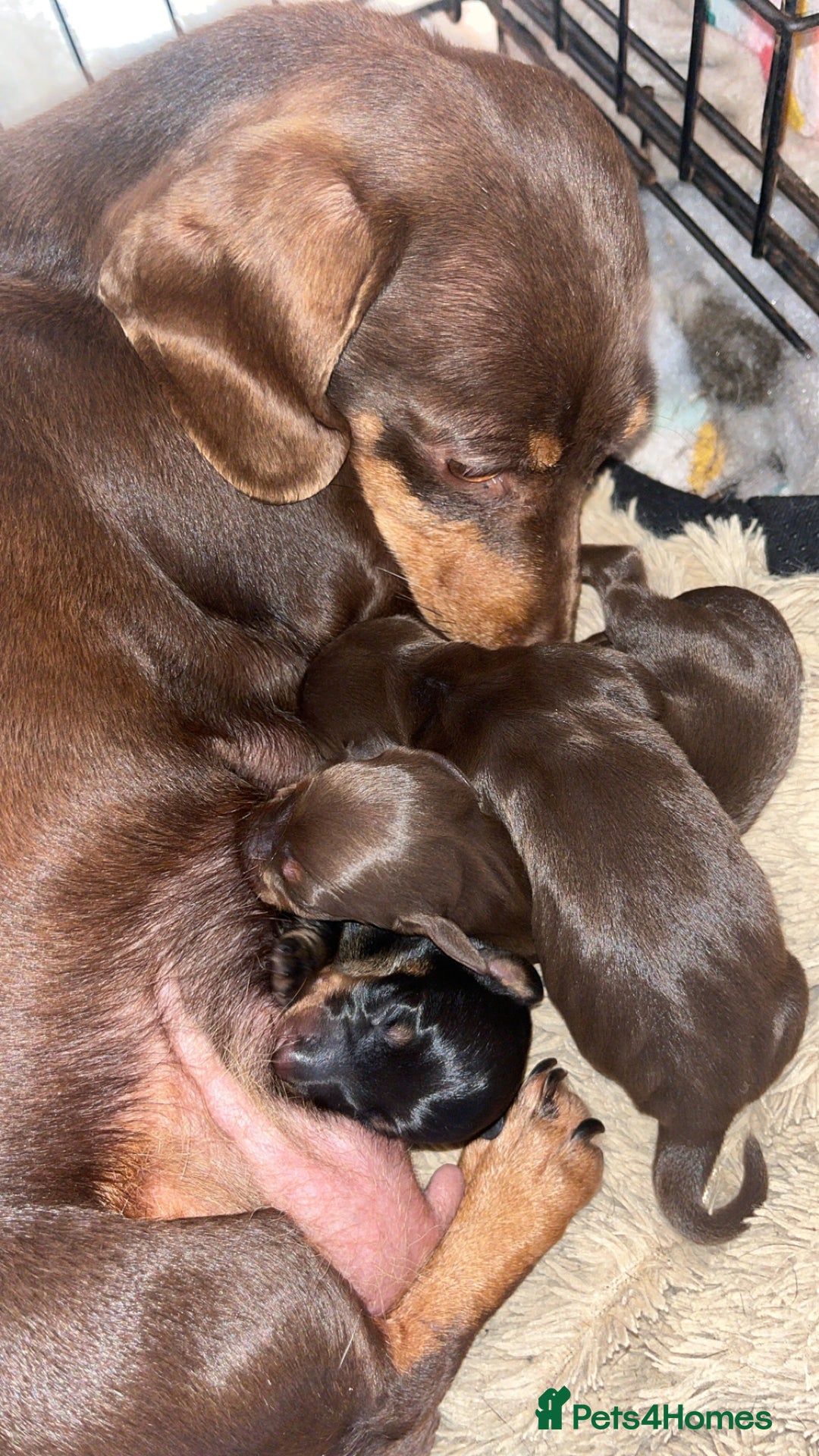 Miniature Dachshund dogs for sale: Gorgeous miniature dachshund puppies  - Image 1