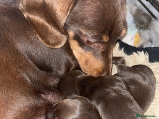 Miniature Dachshund dogs - Advert 25