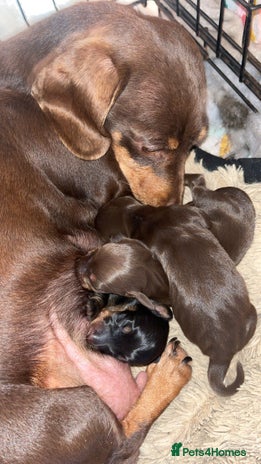 Miniature Dachshund dogs - Advert 8