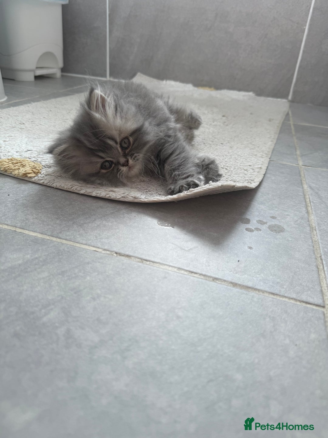 Persian cats for sale: Blue persian kitten  - Advert 4