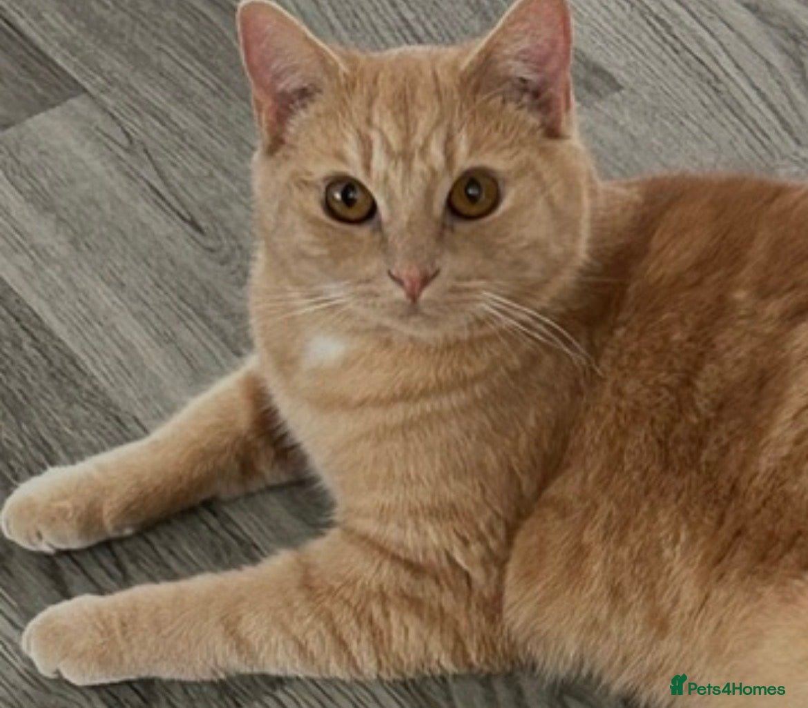 Mixed Breed cats Very sweet neutered boy cat - Advert 1