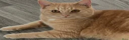 Mixed Breed cats for sale: Very sweet neutered boy cat - Advert 1
