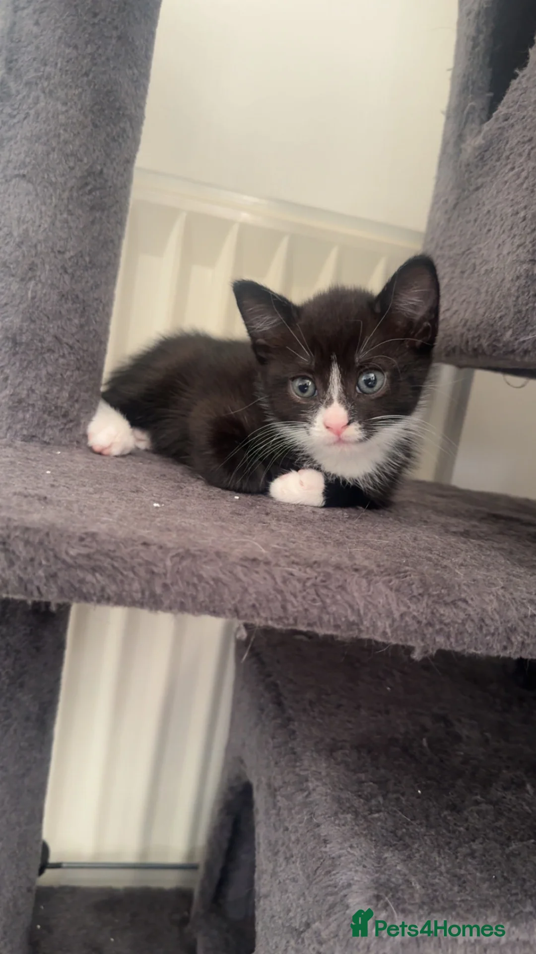 Mixed Breed cats for sale:  ** s to a good home in Manchester - Advert 8