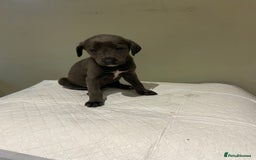 Mixed Breed dogs for sale: Bedlington x whippet  - Image 6