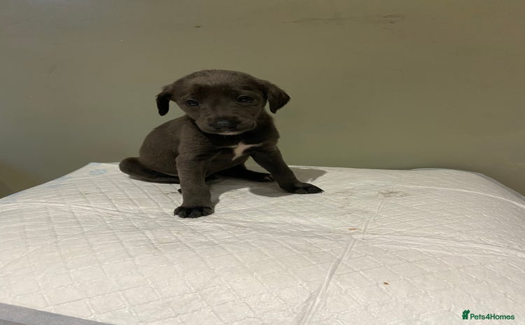 Mixed Breed dogs - Advert 2