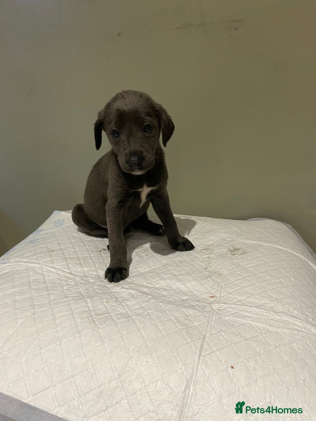 Mixed Breed dogs for sale: Bedlington x whippet  - Image 6
