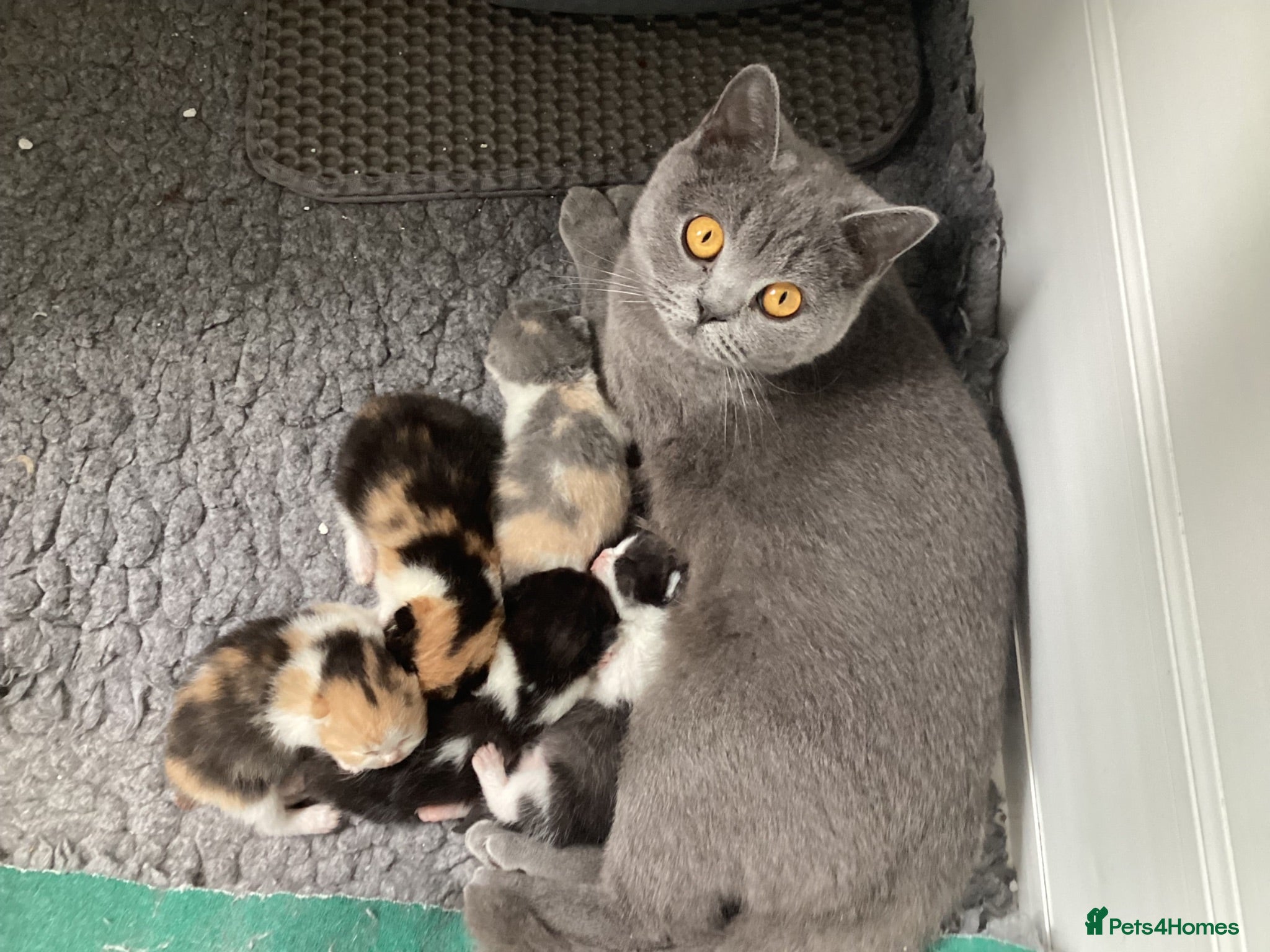British Shorthair cats Grand champion sired - Advert 1