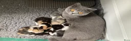 British Shorthair cats for sale: Grand champion sired - Advert 1