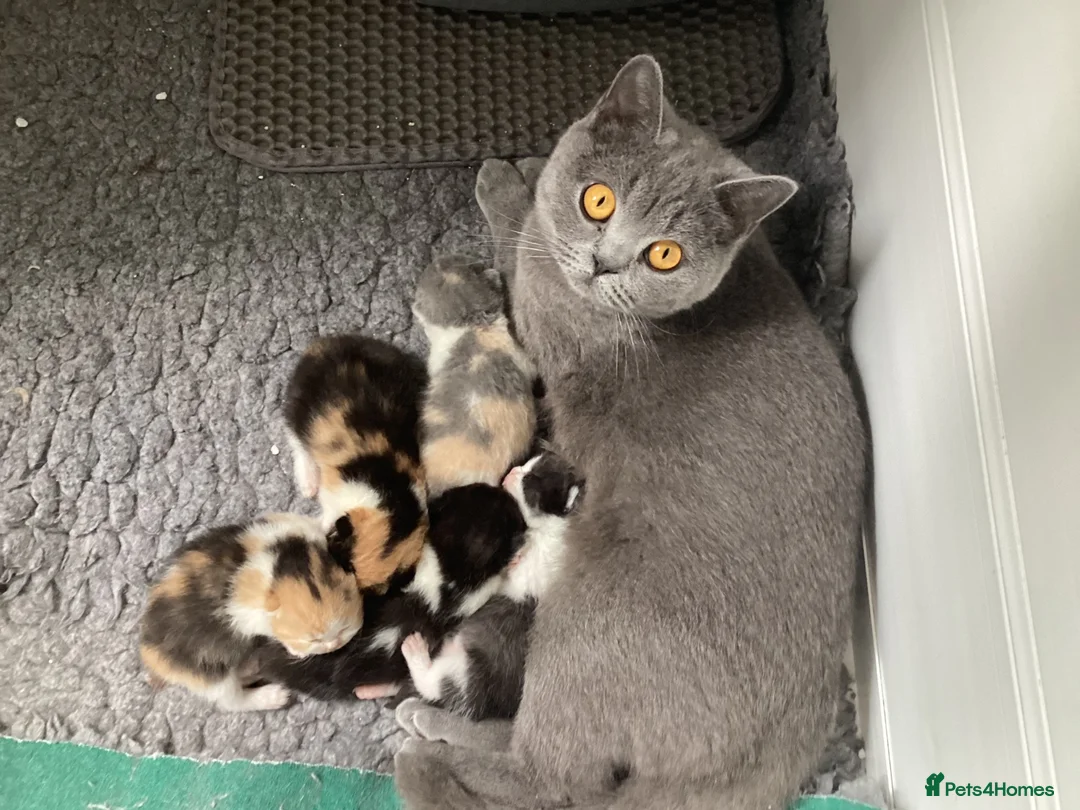 British Shorthair cats for sale: Grand champion sired - Advert 1