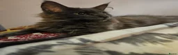 Maine Coon cats for sale: NEW PRICE Registered Blue Pedigree Maine coon baby - Advert 2