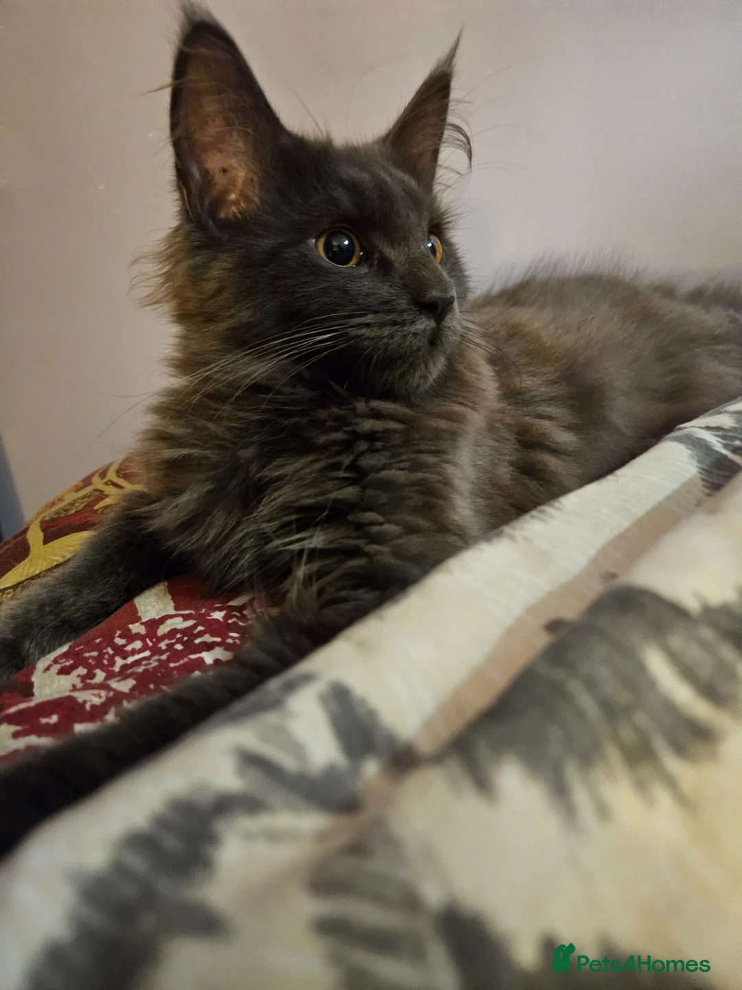 Maine Coon cats for sale: NEW PRICE Registered Blue Pedigree Maine coon baby - Advert 2