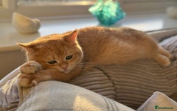 British Shorthair cats for sale: READY 2 Black Golden / Corin BSH boys - Advert 14