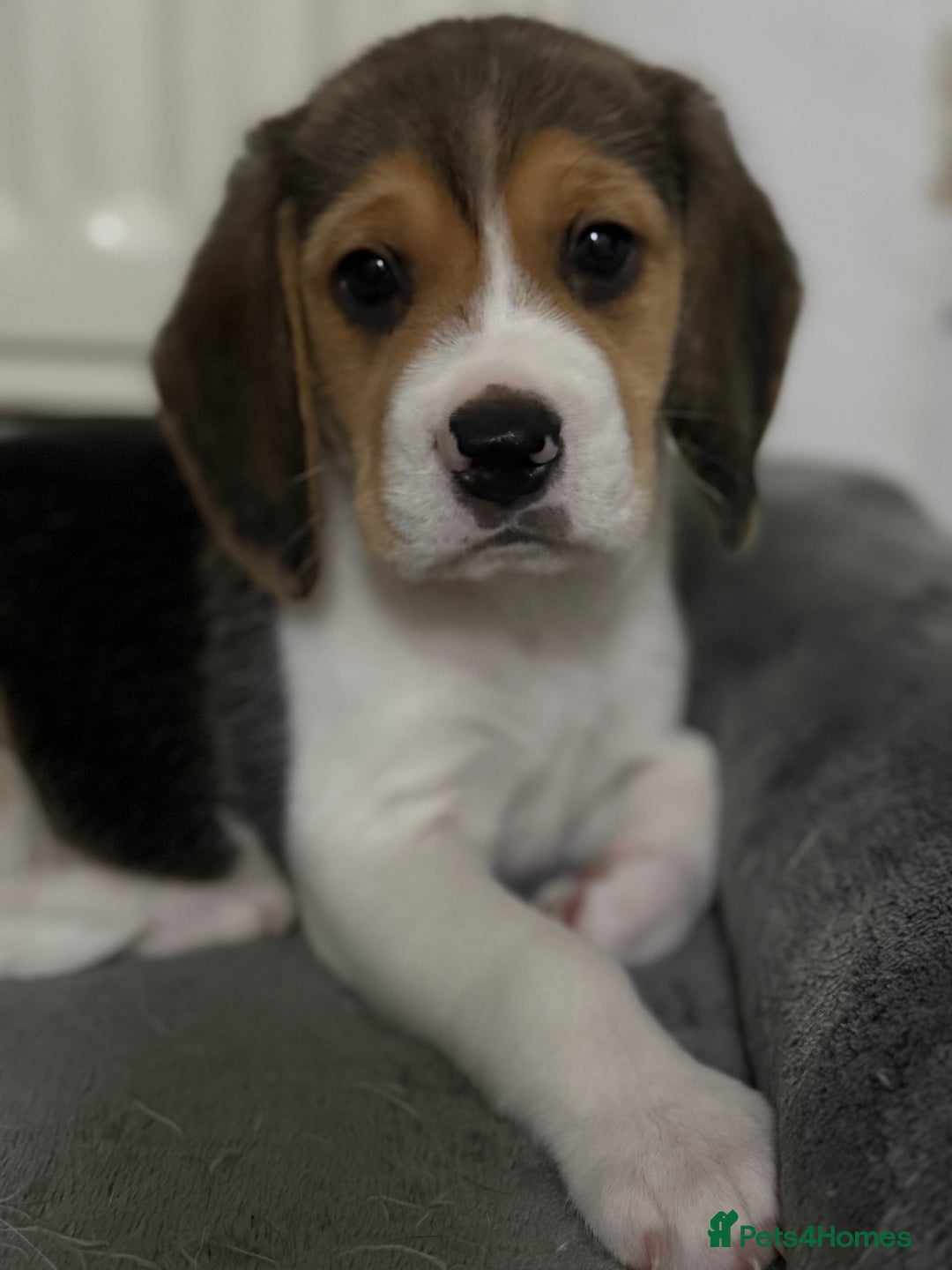 Beagle dogs for sale: Beagle puppies - Image 8