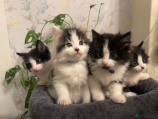 British Longhair cats Gorgeous Friendly Kittens - Advert 2