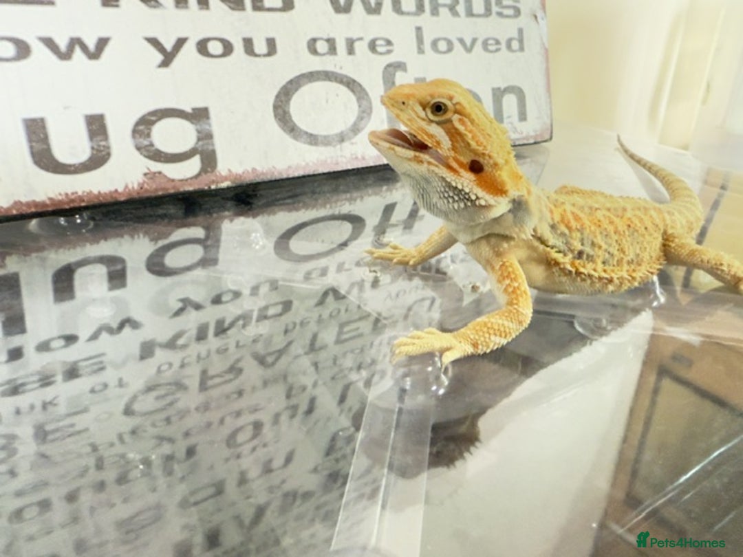 Bearded Dragon reptiles for sale: 🔥SALE🔥LAST 4 Baby Bearded Dragons ### £140 ##  - Image 11
