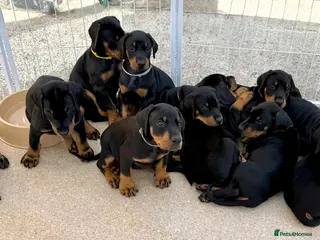 Dobermann dogs 🩷 Outstanding RKC Dobermann Puppies 🩷 - Advert 9
